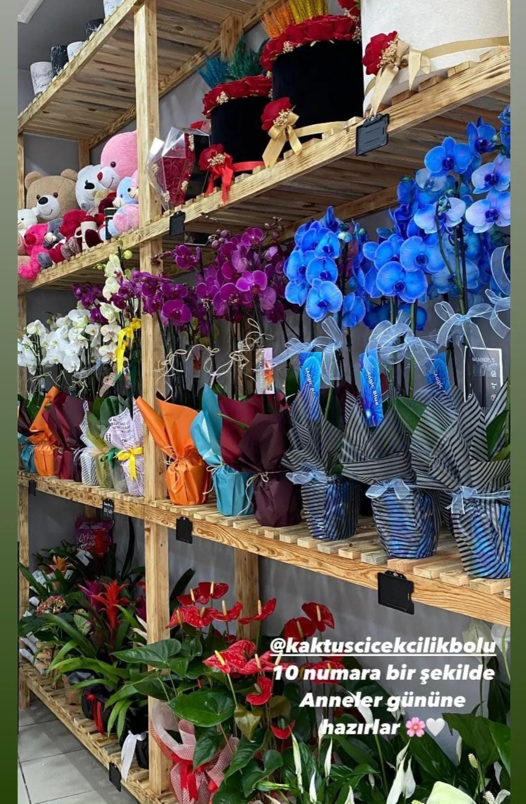 Bolu Çiçekçi Kaktüs Çiçekçilik