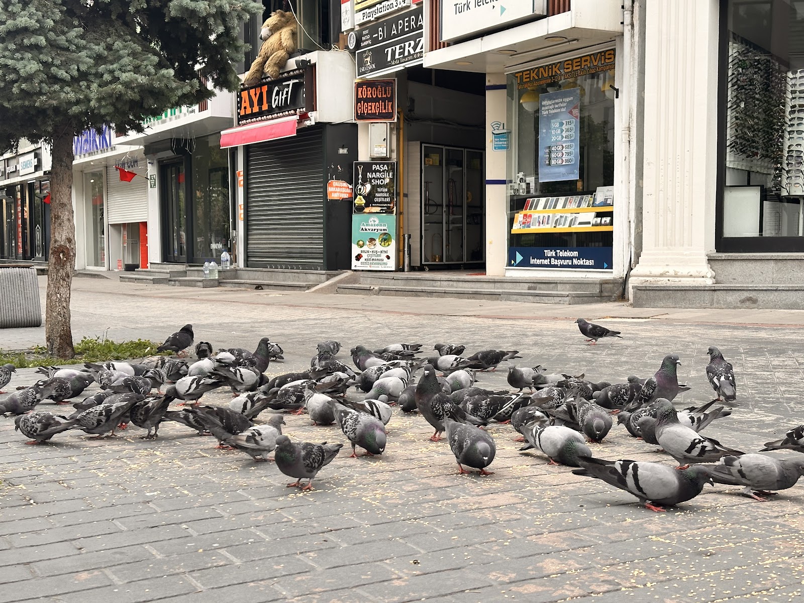 Bolu Çiçekçi Köroğlu Çiçekçilik 7 / 24 AÇIK